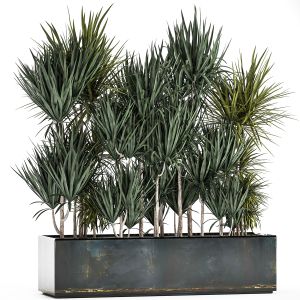 Dracaena In A Pot For The Interior 887