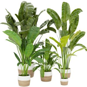 Collection Plant Vol 275 - Indoor - Leaf - Banana