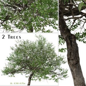 Set Of Evergreen Pear Tree ( Pyrus Kawakamii )