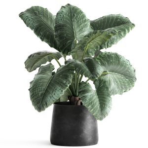 Alocasia Macrorrhiza In A Pot For The Interior 883