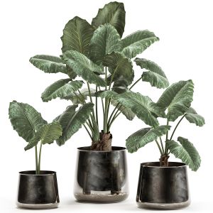 Alocasia Macrorrhiza In A Pot For The Interior 881