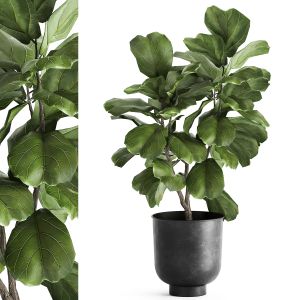 Ficus Lyrata Trees In A Pot For The Interior 878