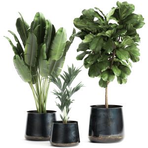 Houseplants In A Pot For The Interior 873