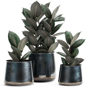 Ficus bush In A Pot For The Interior 868