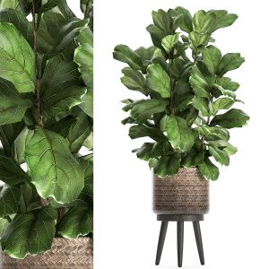 Ficus Lyrata Tree In Rattan Basket 859