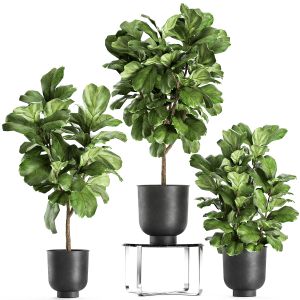 Ficus Lyrata Trees In A Pot For The Interior 854