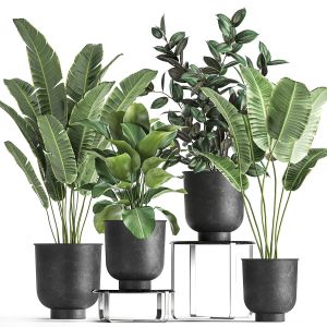 Houseplants In A Pot For The Interior 845