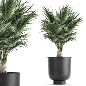 Decorative Palm In A Vig Planter Flowerpot 837