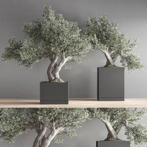 Olive Plant And Bonsai Set 27