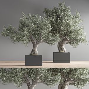 Olive Plant And Bonsai Set 28