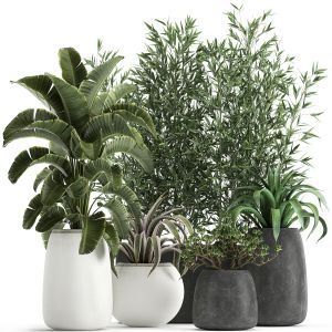 Collection Of Decorative Plants In Flowerpots 820