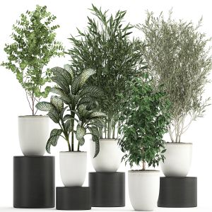 Decorative Trees In White Flowerpots 818