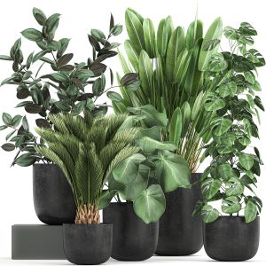 Collection Of Decorative Plants In Flowerpots 815