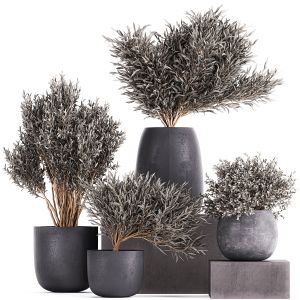 Olive Trees In A Black Flowerpots 812