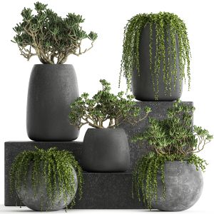 Crassula In A Black Flowerpots 810