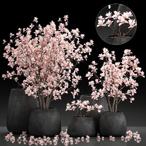 Magnolia Trees In A Black Flowerpots 807