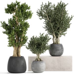 Decorative Trees In A Black Flowerpots 805