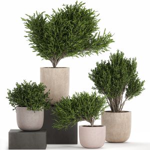 Decorative Tree In A Flowerpots 803