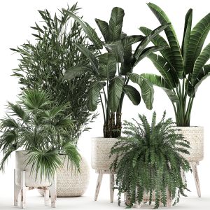 Houseplants In A White Baskets Rattan 790