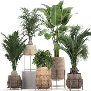 Ornamental Plants In A Rattan Baskets 783