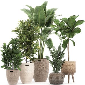 Ornamental Plants In A Rattan Baskets 781