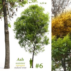 Ash-tree Fraxinus #6