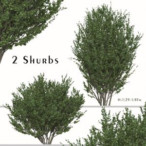 Set Of Buxus Sempervirens Shurb ( Boxwood )