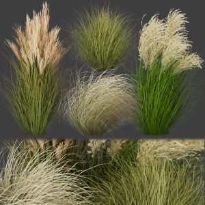 Collection Plant Vol 278 - Grass - Outdoor