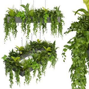 Collection Plant Vol 279 - Indoor - Hanging