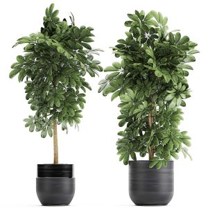 Decorative Schefflera In Flowerpots 763