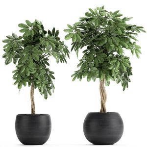 Decorative Schefflera In Flowerpots 758