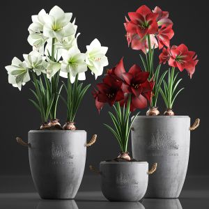 Hippeastrum In Concrete Flowerpots 748