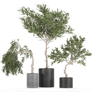 Decorative Olive Tree In A Black Flowerpots 734