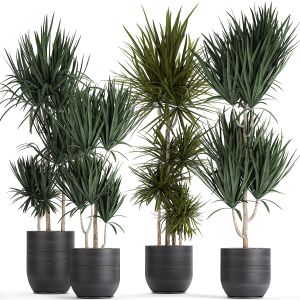 Dracaena Plants In A Black Pot 716