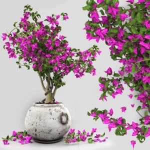 Bougainvillea Tree