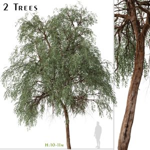 Set Of Eucalyptus Sideroxylon Tree (Red Ironbark)