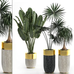 Houseplants In A Luxury Pot For The Interior 705