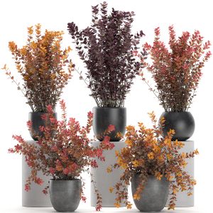 Barberry Thunberg In A Black Pot 689