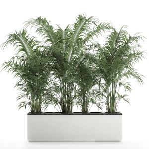 Decorative Palm In A Flowerpot 691