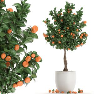 Citrus Mandarin Tree 681