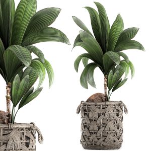 Cocos Nucifera For The Interior In Basket 663