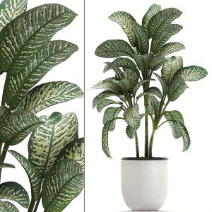 Dieffenbachia In A White Flowerpot 654