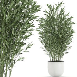 Bamboo Bush In A White Flowerpot 653