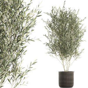 Olive Tree For The Interior In Basket 652