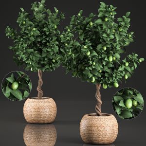 Lemon Tree For The Interior In Basket 637