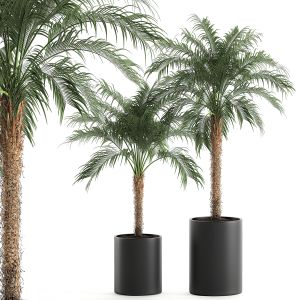 Decorative Phoenix Roebelenii Palm 620