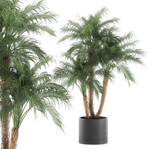 Decorative Phoenix Roebelenii Palm 621