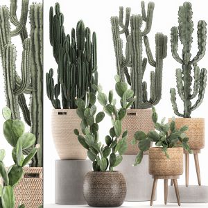 Decorative Cactus In Baskets For The Interior 617