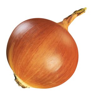 4k Scanned Onion #2