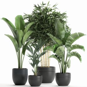 Plants For The Interior In A Black Flowerpot 586